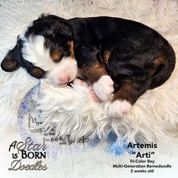 Artemis 'Arti' - Green Collar - Tri-color male Bernedoodle puppy in Jackson, Michigan from A Star is Born Doodles