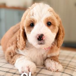 Cheer - Red  female Goldendoodle puppy in Hartwell, Georgia from BellaDoodles