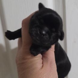 Elvira - Black female Shih Tzu puppy in Waynesboro, Pennsylvania from Big Win Shih Tzus