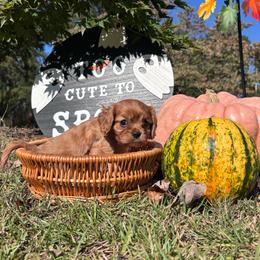 Charlie - Ruby male Cavalier King Charles Spaniel puppy in Watkinsville, Georgia from Cavaliers of Windsor
