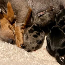Dachshunds from Berry Dachshunds