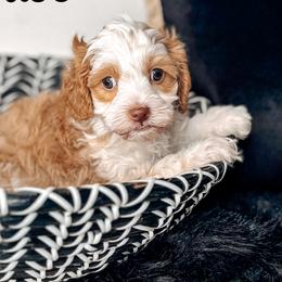 Bliss - Caramel ice female Australian Labradoodle puppy in Decatur, Alabama from Southern Meadows Doodles