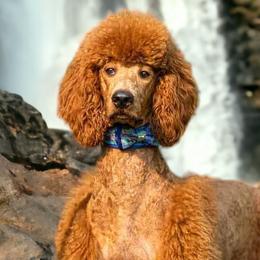 Rogue - Poodle