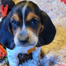 Girl 2 - Black white and brown Basset Hound puppy in Iowa from J&J Beautiful Basset Hounds