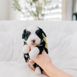 Scone - Tri-color male Bernedoodle puppy in Murray, Utah from Sun Valley Doodles