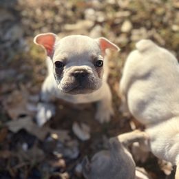 Sweet potato - Cream male French Bulldog puppy in Opelika, Alabama from Fancy Face Frenchies