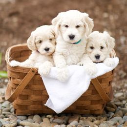 Australian Labradoodle Puppies from Bedrock Labradoodles