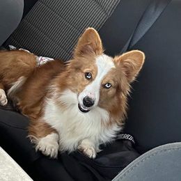 Staxxy - American Corgi