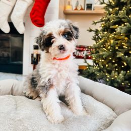 Holly - Merle female Goldendoodle puppy in Alamance County, North Carolina from Doodle Squad Puppies