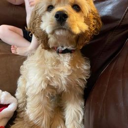 Cocker Spaniel Puppies from Gates Cocker Spaniels