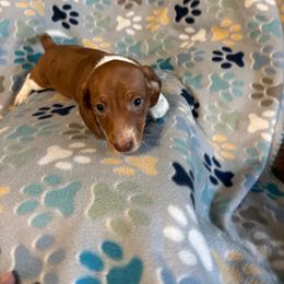 Red piebald dapple - Dapple male Dachshund puppy in Hemphill, Texas from Chapman Doxies