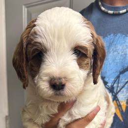 Orange Collar - Parti male Goldendoodle puppy in Winchester, Tennessee from Mahaffey’s Doodles