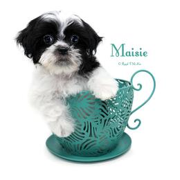 Winnie - Black female Mi-Ki puppy in Elizabeth, Colorado from Royal T Mi-Kis