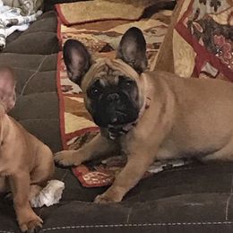 Veeta - French Bulldog
