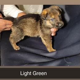 LIGHT GREEN - Black and tan male German Shepherd puppy in Willoughby, Ohio from WolfPackk