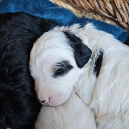 Frodo - Black and white male Bernedoodle puppy in Granton, Wisconsin from Rose River Farms