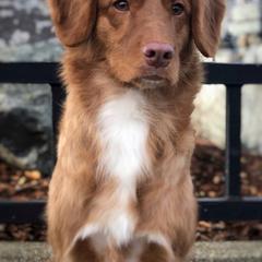 Lark - Nova Scotia Duck Tolling Retriever
