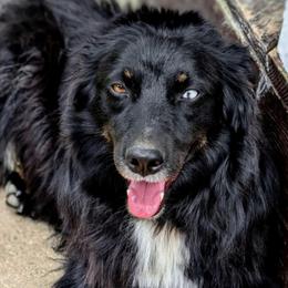 Teddy - Australian Shepherd