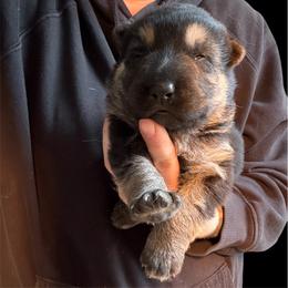 Black and Tan Male 1 - Black and tan male German Shepherd puppy in Tafton, Pennsylvania from Pocono GSD