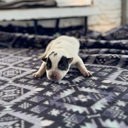 N-2 - Blue speckled male Australian Cattle Dog puppy in Spokane, Washington from 4D Cattle Dogs