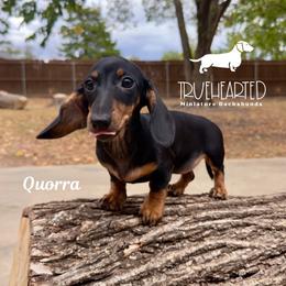 Quorra - Black and tan female Dachshund puppy in Royse City, Texas from Truehearted Miniature Dachshunds