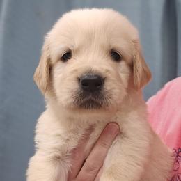Mr. Blue - Light golden male Golden Retriever puppy in Mocksville, North Carolina from Hunting Creek Kennels & Farm