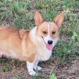 Sweetie Pie - Pembroke Welsh Corgi