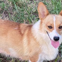 Sweetie Pie - Pembroke Welsh Corgi