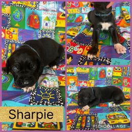 Sharpie - Black female Catahoula Leopard Dog puppy in Forbes, Minnesota from North Country Catahoulas