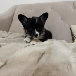 Penelope - Black and tan female American Corgi puppy in Decatur, Texas from Bar S Corgis
