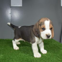 Gray Collar Male - Beagle puppy from JLB Beagles & MBT