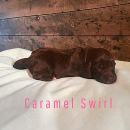 Caramel Swirl - Brown and tan female Cockapoo puppy in Ellenburg Center, New York from Kristin's Puppies