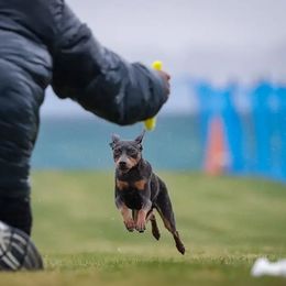 XENA - Miniature Pinscher