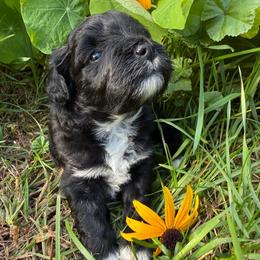 Aspen - Parti female Miniature Schnauzer puppy in Wheeler, Wisconsin from Sue’s Miniature Schnauzers