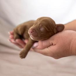 Franklin - Red male Cockapoo puppy in 77304, Texas from Little Valley Puppies