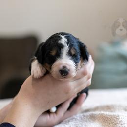Axel - Standard Bernedoodle - Tri-color male Bernedoodle puppy in Eureka, Illinois from Joley Aire Family Dogs