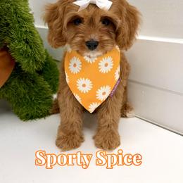 Sporty Spice - Red female Cavapoo puppy in Buford, Georgia from Petite Posh Puppies