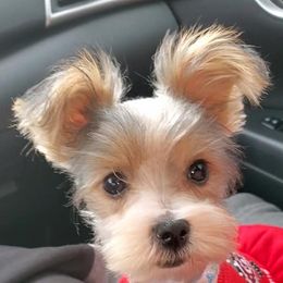 Biewer Terrier and Yorkshire Terrier Puppies from Terry's Terriers