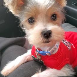 Biewer Terrier and Yorkshire Terrier Puppies from Terry's Terriers