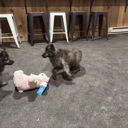 Ryder - Gold brindle male Dutch Shepherd puppy in Hastings, Minnesota from Century Hills Farm