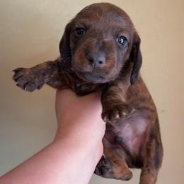 Bb - Brindle male Dachshund puppy in Livingston, Kentucky from Illyria Dox & GSD