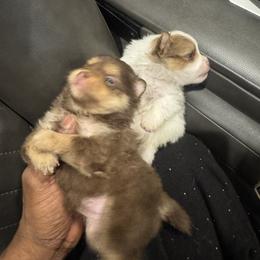 Pomeranian Puppies from Exotic Poms