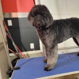 Manhattan - Goldendoodle