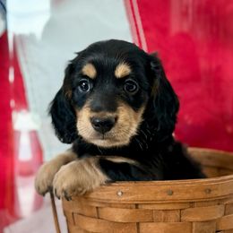 Bear - Dachshund puppy from Farmhouse Dachshunds