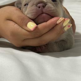 Chanel - Cream female French Bulldog puppy in Saratoga Springs, Utah from Your Utah Frenchie
