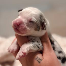 Stella AKC - Blue merle female Australian Shepherd puppy in Polk City, Florida from Skaky Shepherds