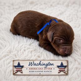 Washington - Red  male Goldendoodle puppy in Ashton, Idaho from Kerr Kanine Ranch