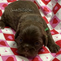 Oregano - Liver male Shih Tzu puppy in Olive Branch, Mississippi from Lavender Blue Exotic Crew