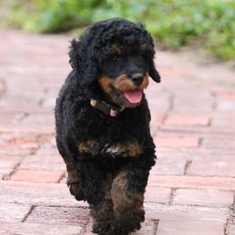 Poodle Puppies from TonKa's Toy & Mini Poodles