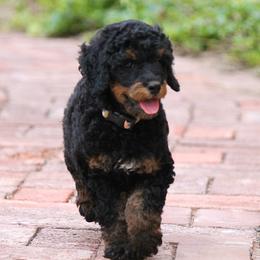 Poodle Puppies from TonKa's Toy & Mini Poodles